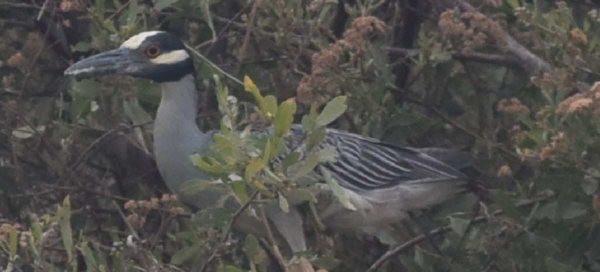 Yellow-crowned Night Heron - ML94033011