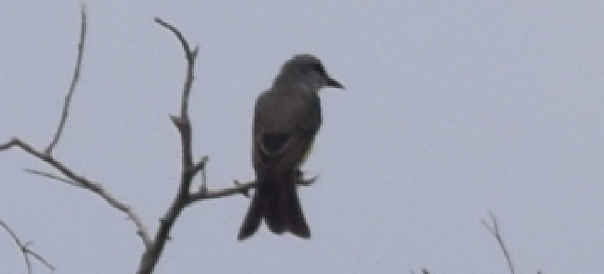 Tropical Kingbird - ML94033201