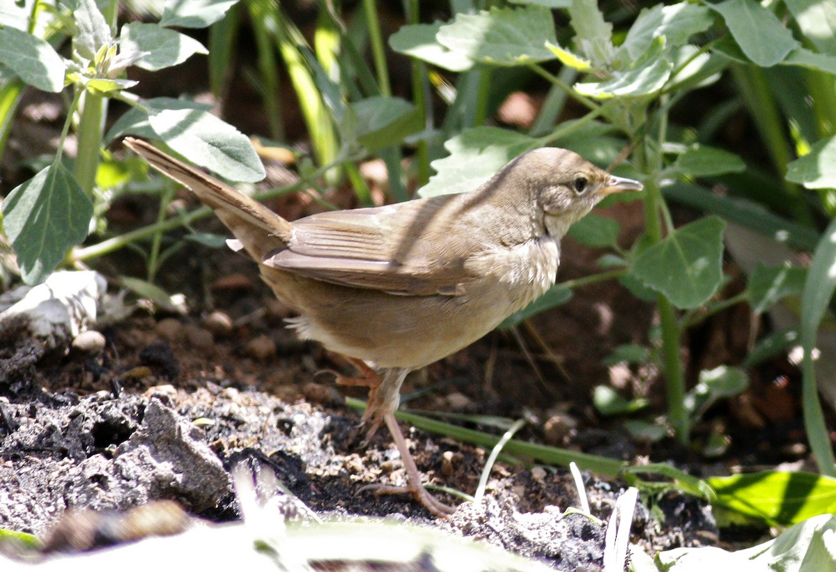 Chinese Bush Warbler - ML94033231