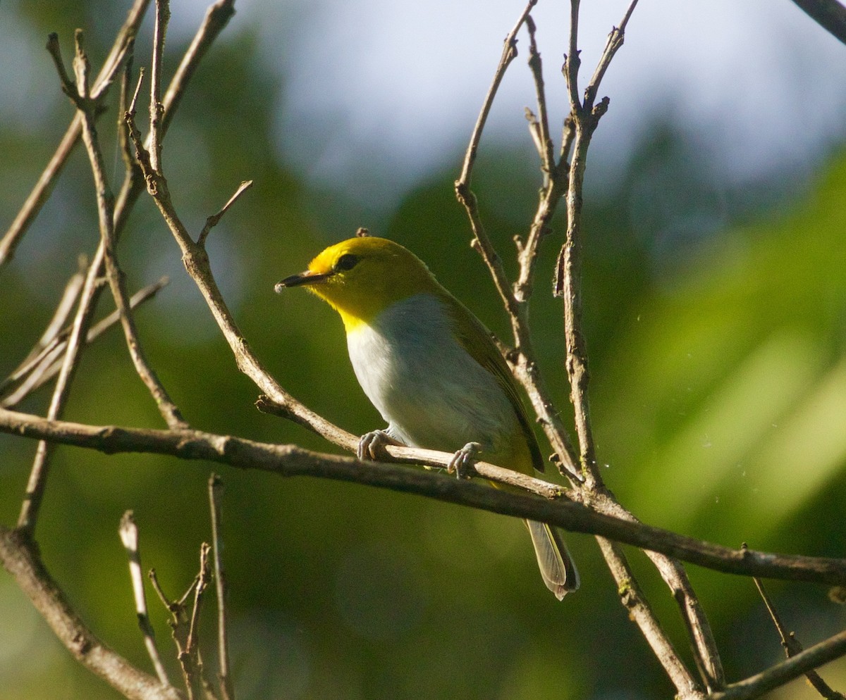 Yellow-spectacled White-eye - Scott Baker