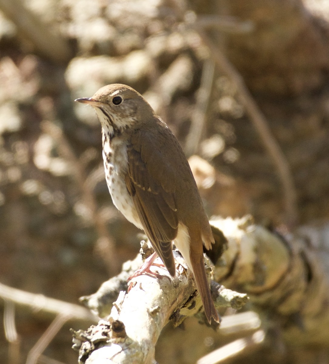 Hermit Thrush - Linda Ankerstjerne Olsen