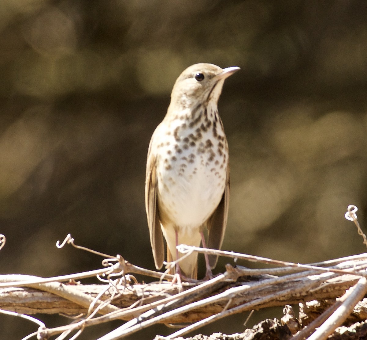 Hermit Thrush - Linda Ankerstjerne Olsen