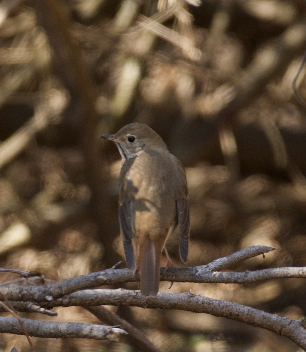 Hermit Thrush - Linda Ankerstjerne Olsen