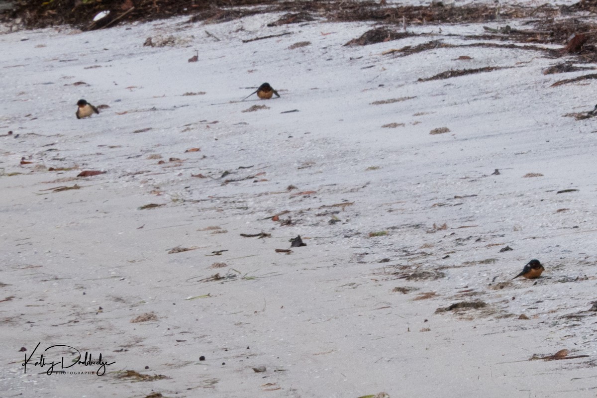 Kır Kırlangıcı - ML94035201