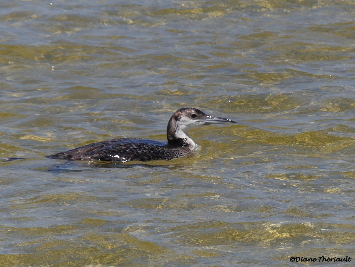 Common Loon - ML94036131