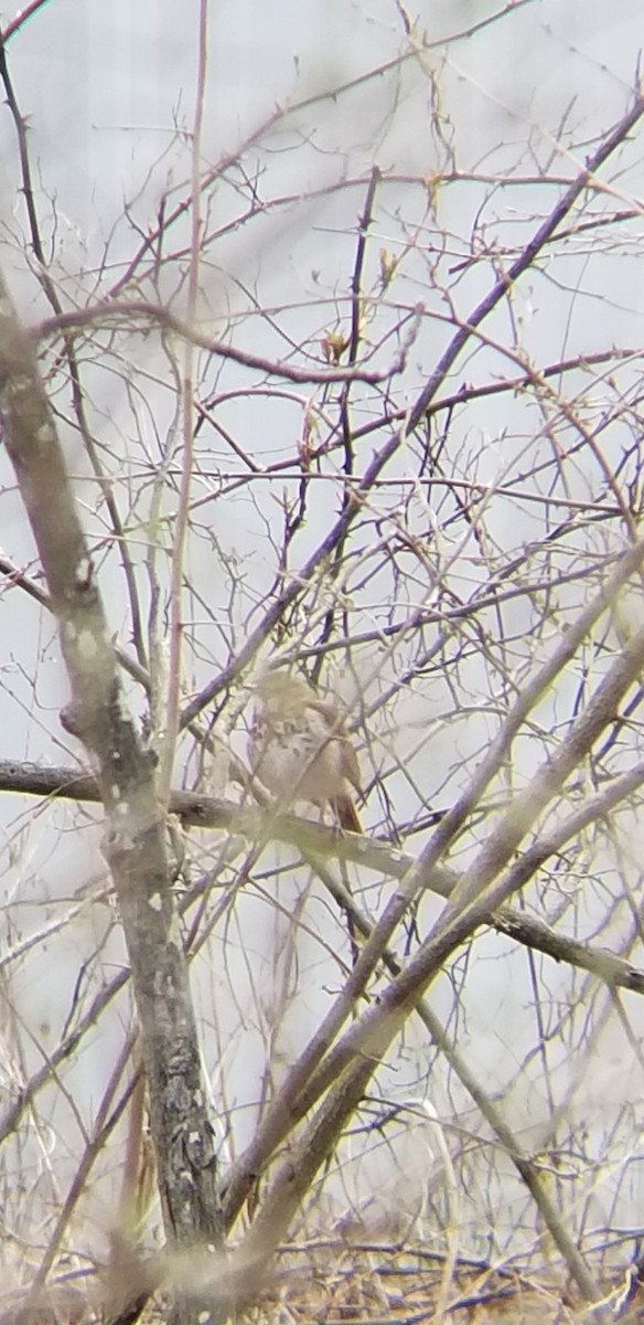 Hermit Thrush - ML94037461