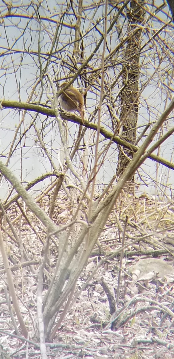 Hermit Thrush - ML94037471