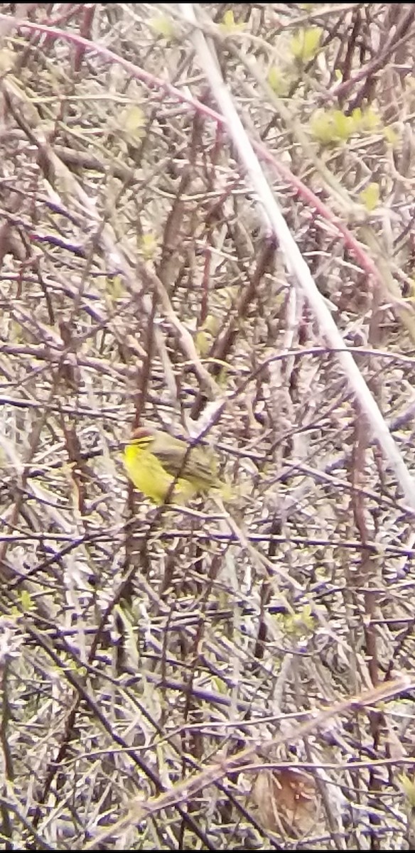 Palm Warbler (Yellow) - ML94037641