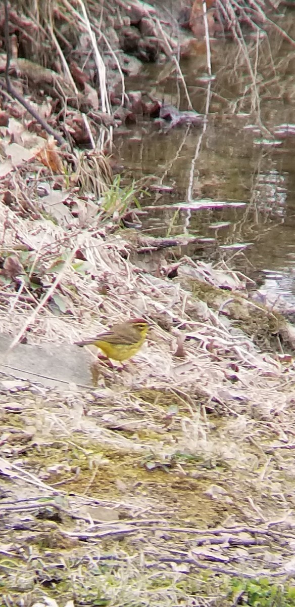 Palm Warbler (Yellow) - ML94037651