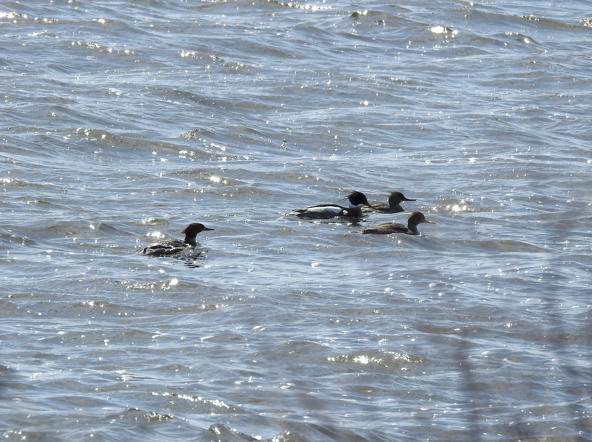 Red-breasted Merganser - ML94037791