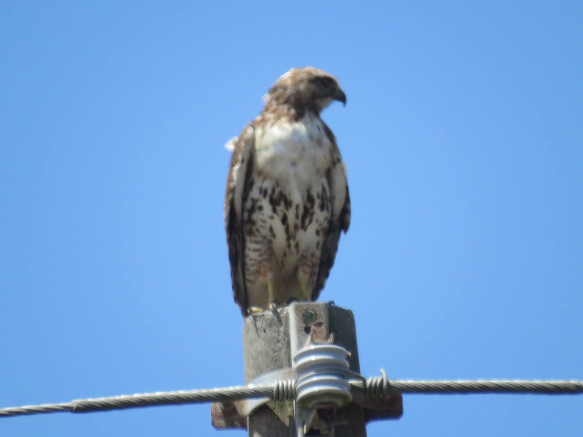 Red-tailed Hawk - Laura Wilson