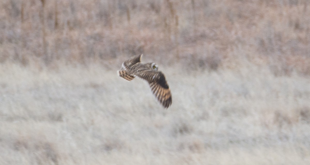 Short-eared Owl - ML94039581