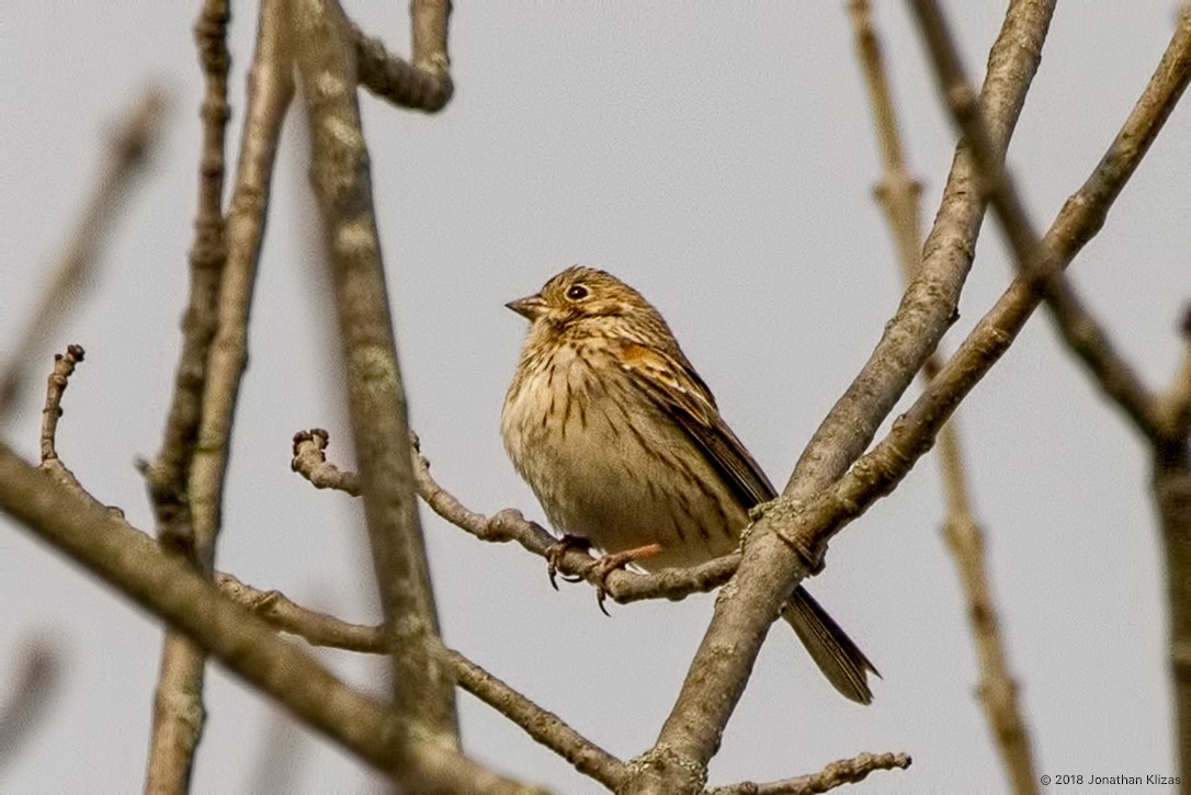 Vesper Sparrow - ML94041071