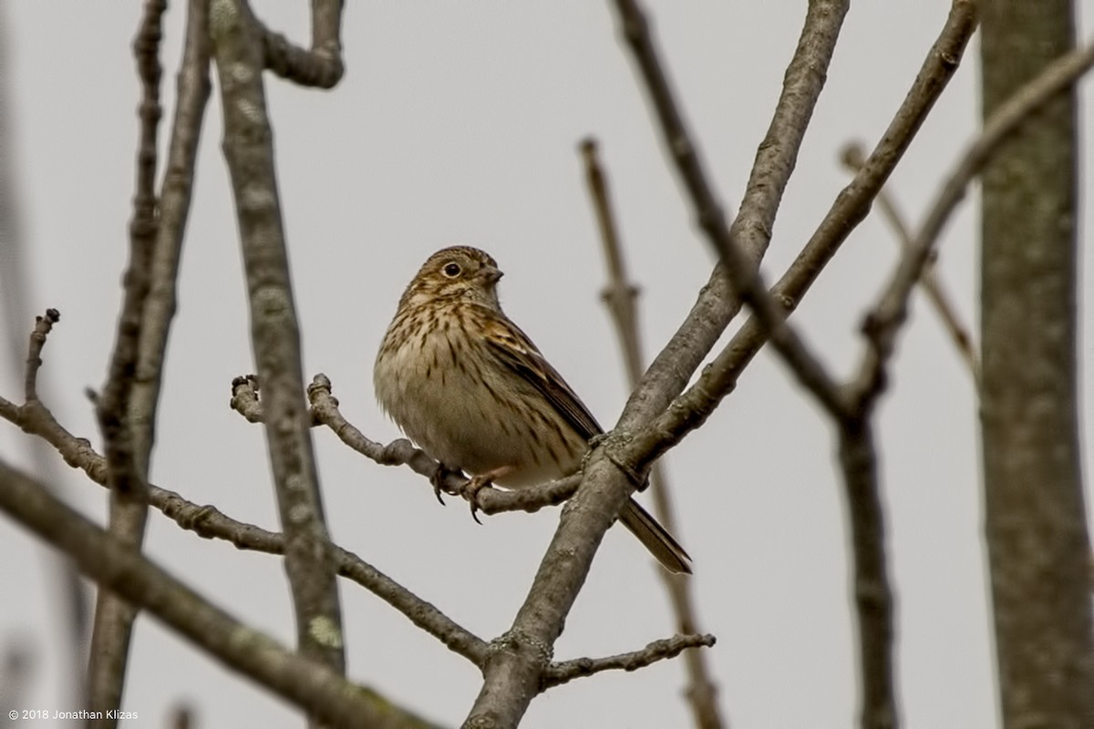 Vesper Sparrow - ML94041151