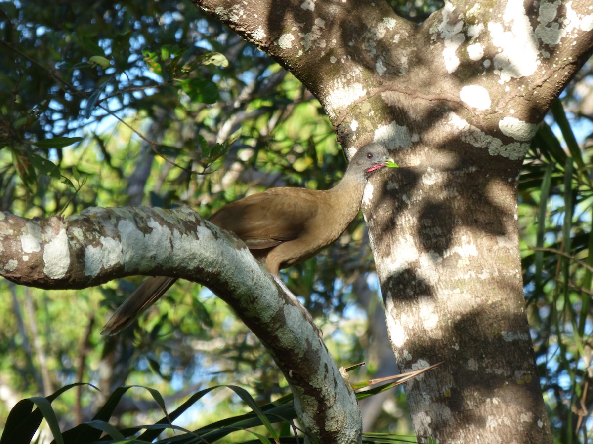 Plain Chachalaca - Carlos Rodriguez