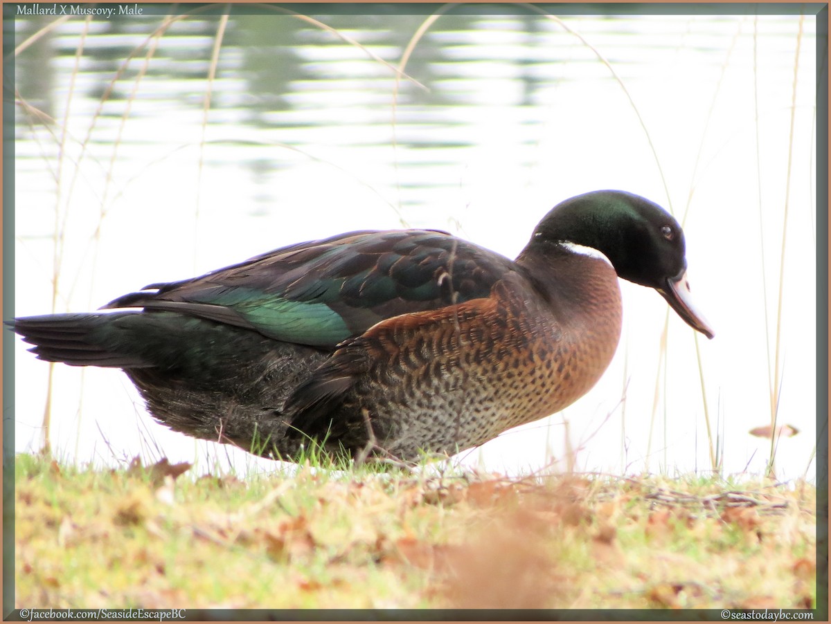 Muscovy Duck x Mallard (hybrid) - K & K Pritchard
