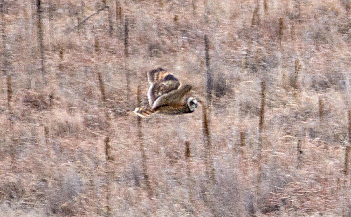 Short-eared Owl - ML94043131