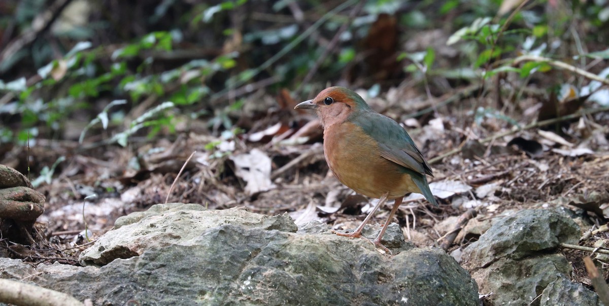 Blue-rumped Pitta - ML94044691