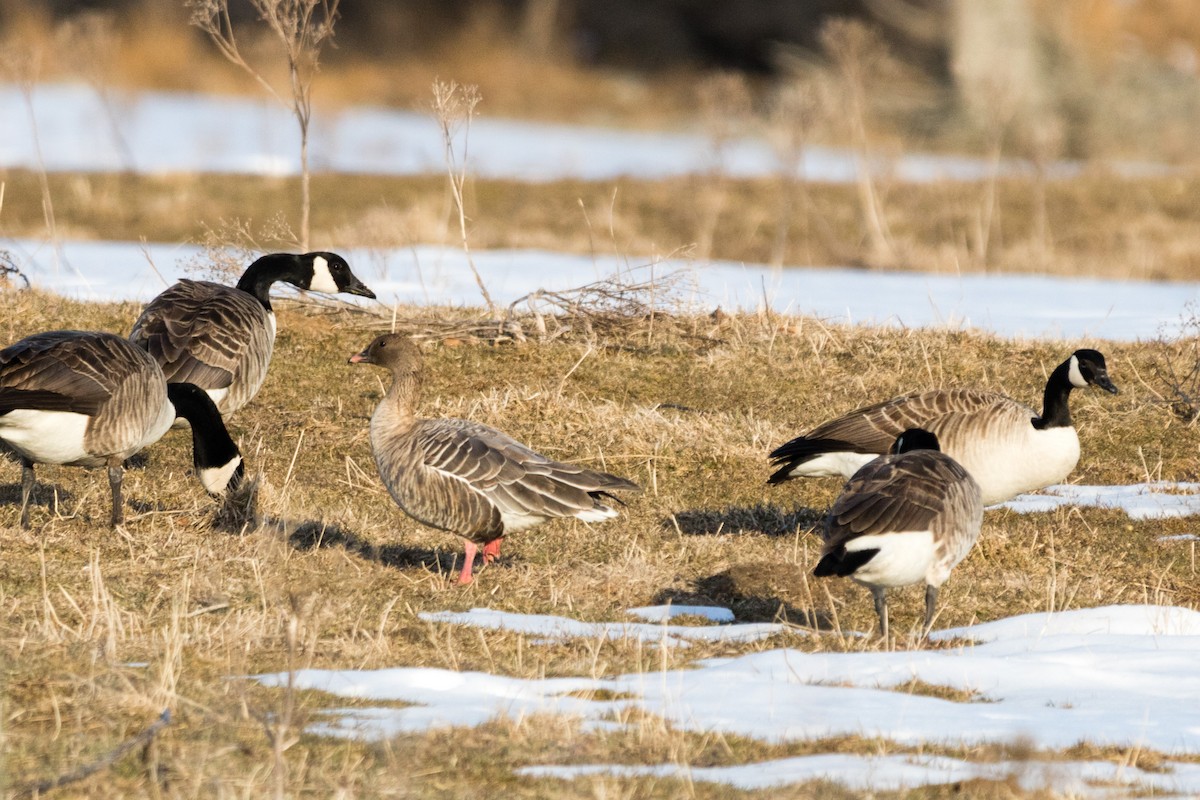 Pink-footed Goose - ML94045251