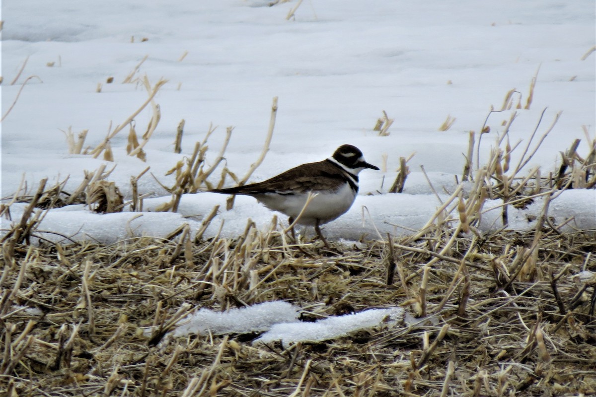 Killdeer - ML94046431