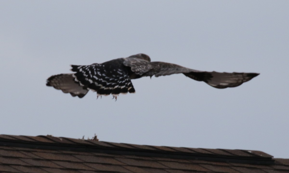 Rough-legged Hawk - Scott Sneed