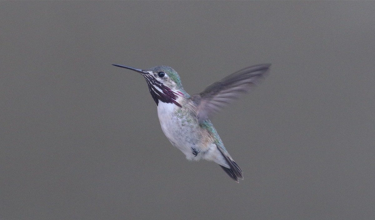 Calliope Hummingbird - Pair of Wing-Nuts