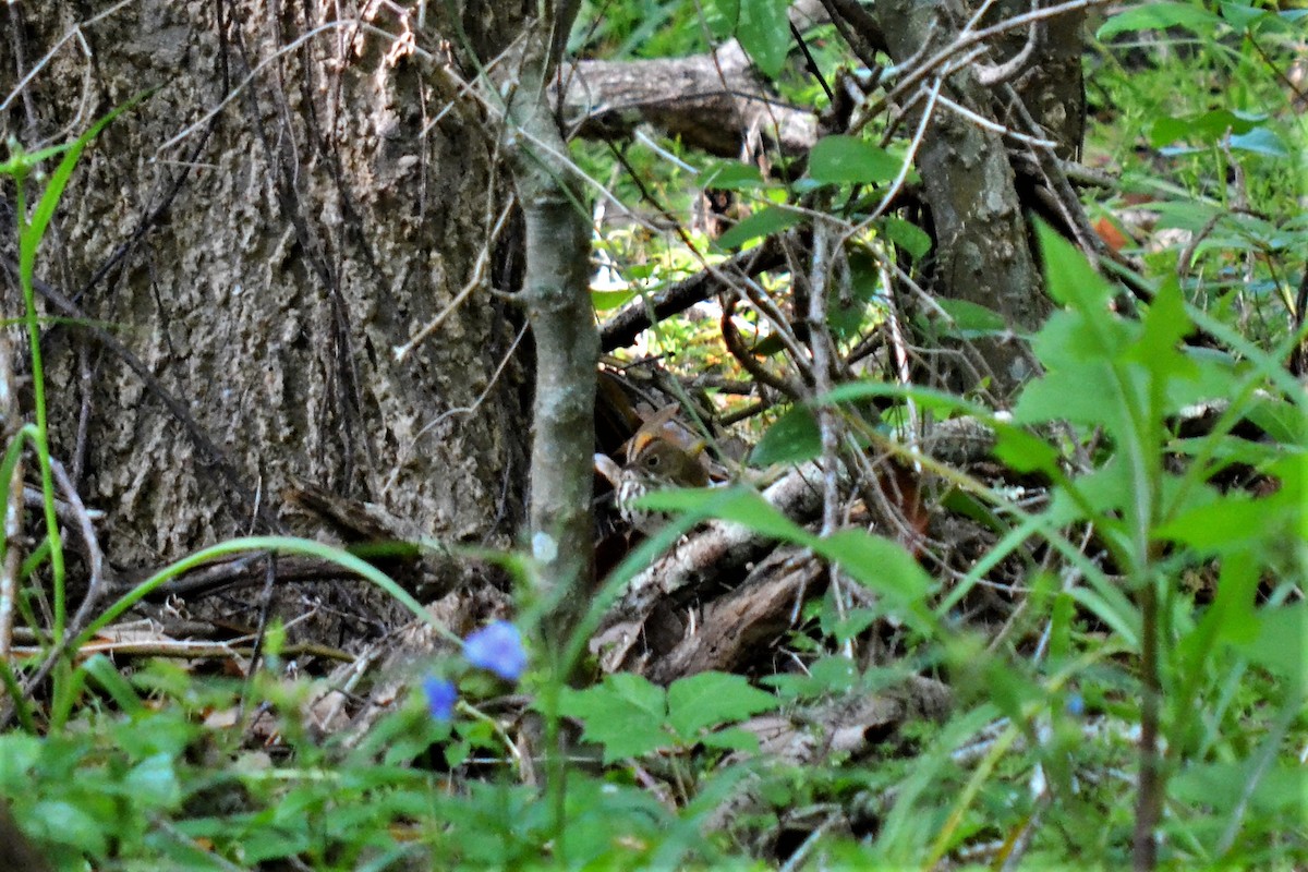 Ovenbird - Andrew Lydeard