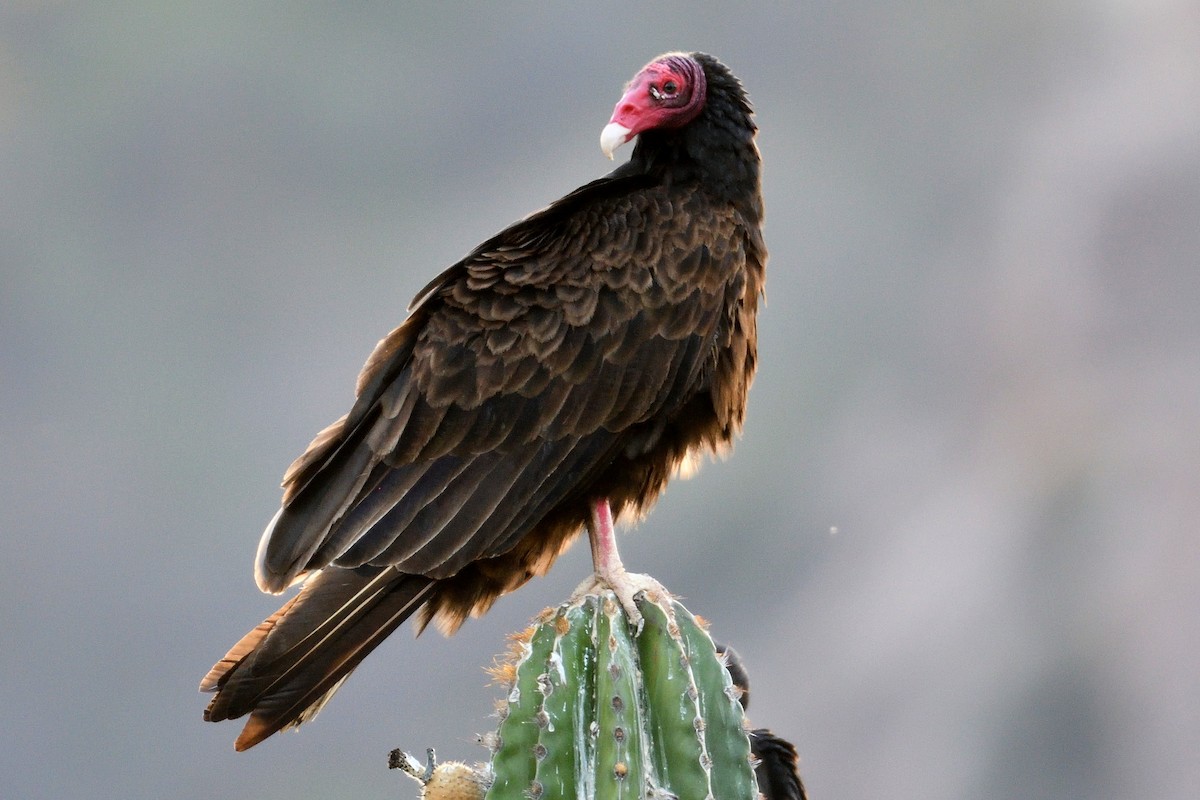 Turkey Vulture - ML94049541