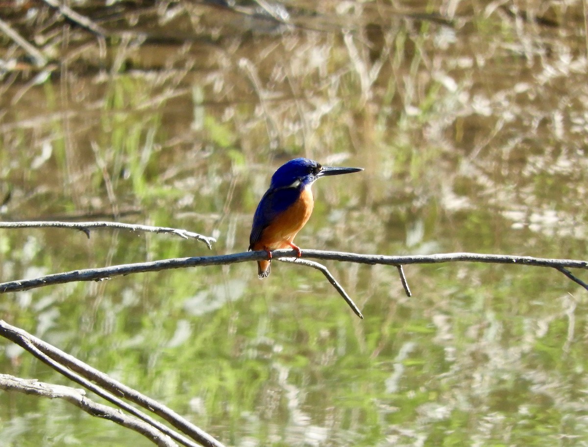 Azure Kingfisher - ML94050401