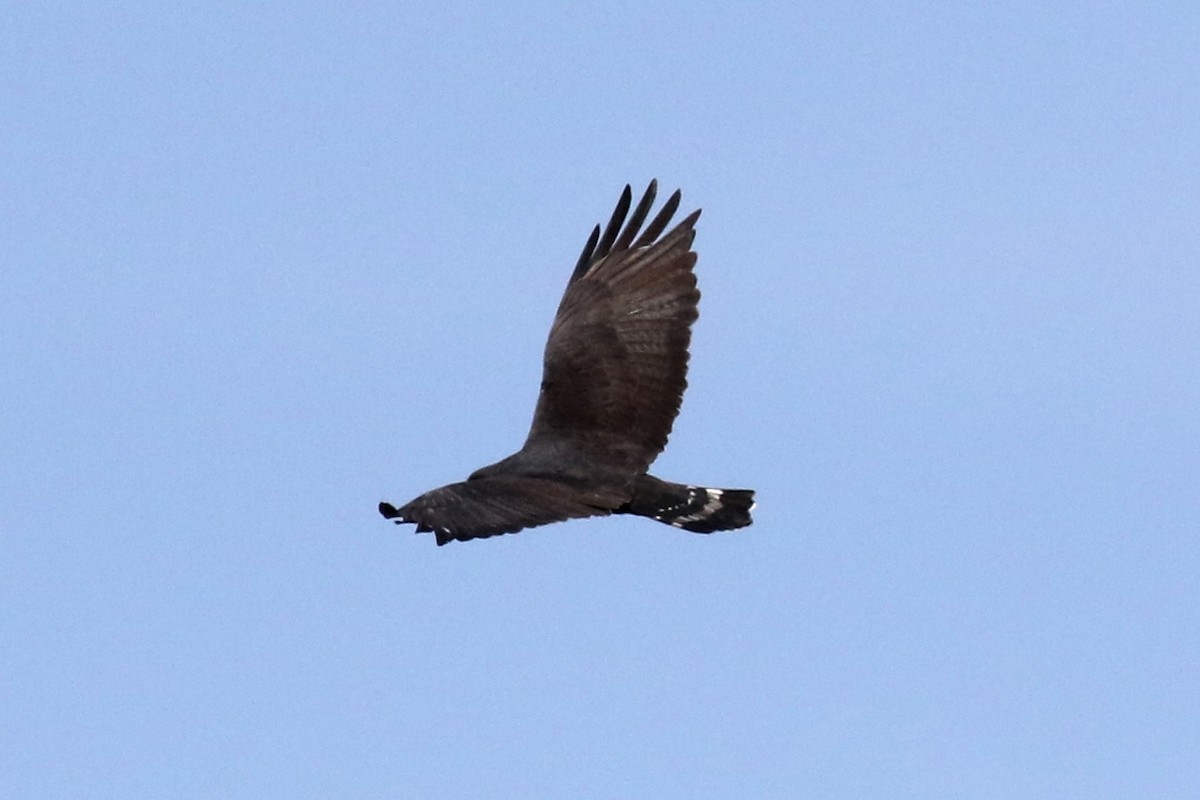 Zone-tailed Hawk - Lindsay Story