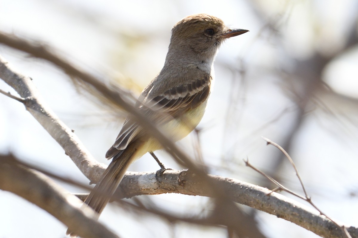 Ash-throated Flycatcher - ML94050551