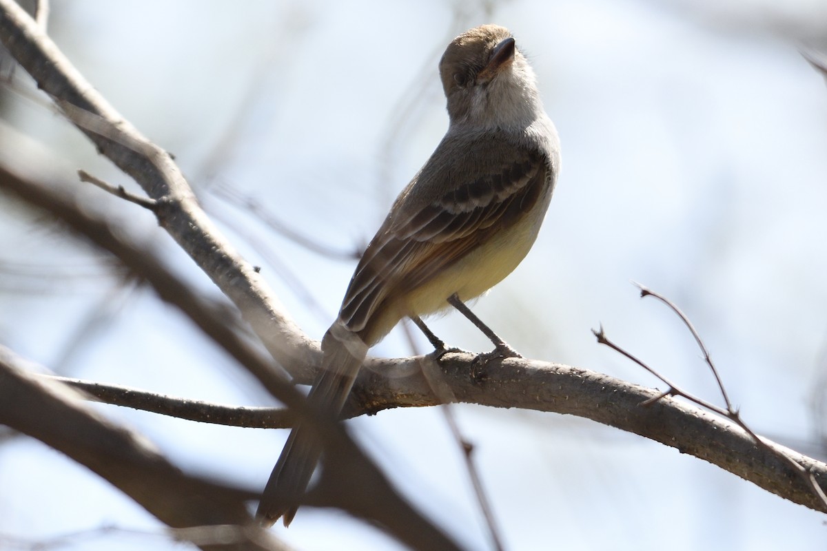 Ash-throated Flycatcher - ML94050561