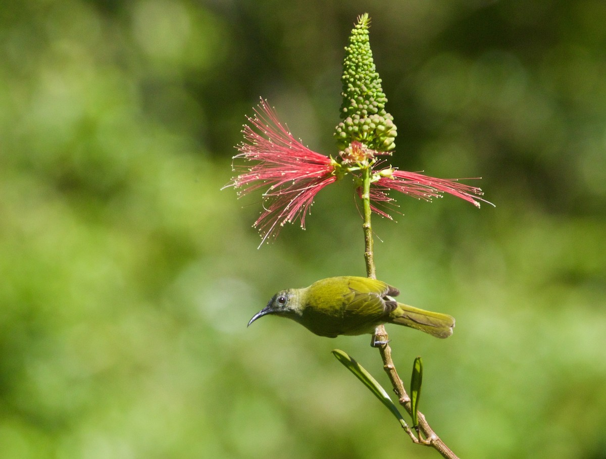 Sunda Honeyeater - ML94051321