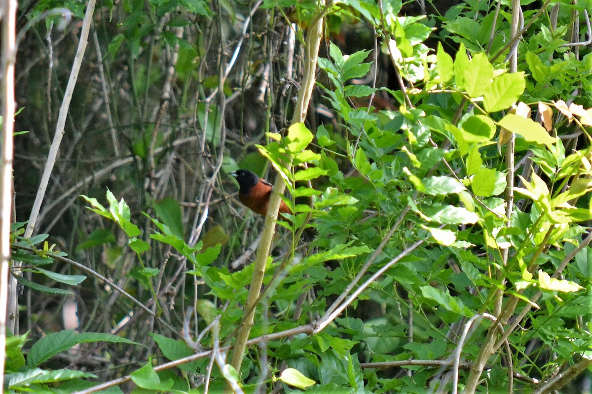 Orchard Oriole - ML94052111