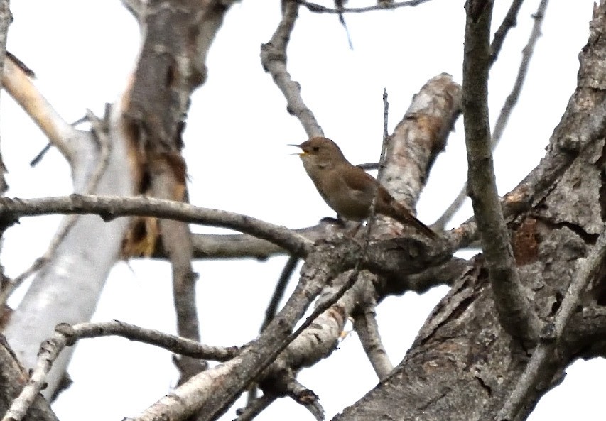 Northern House Wren - ML94052301