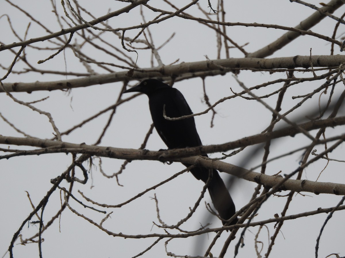 Great-tailed Grackle - ML94053791