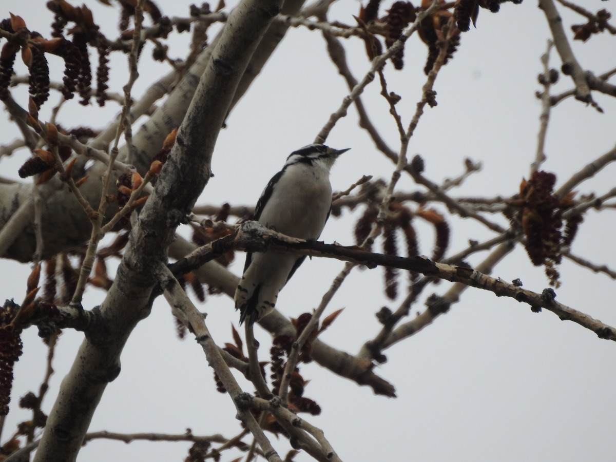 Downy Woodpecker - ML94054601