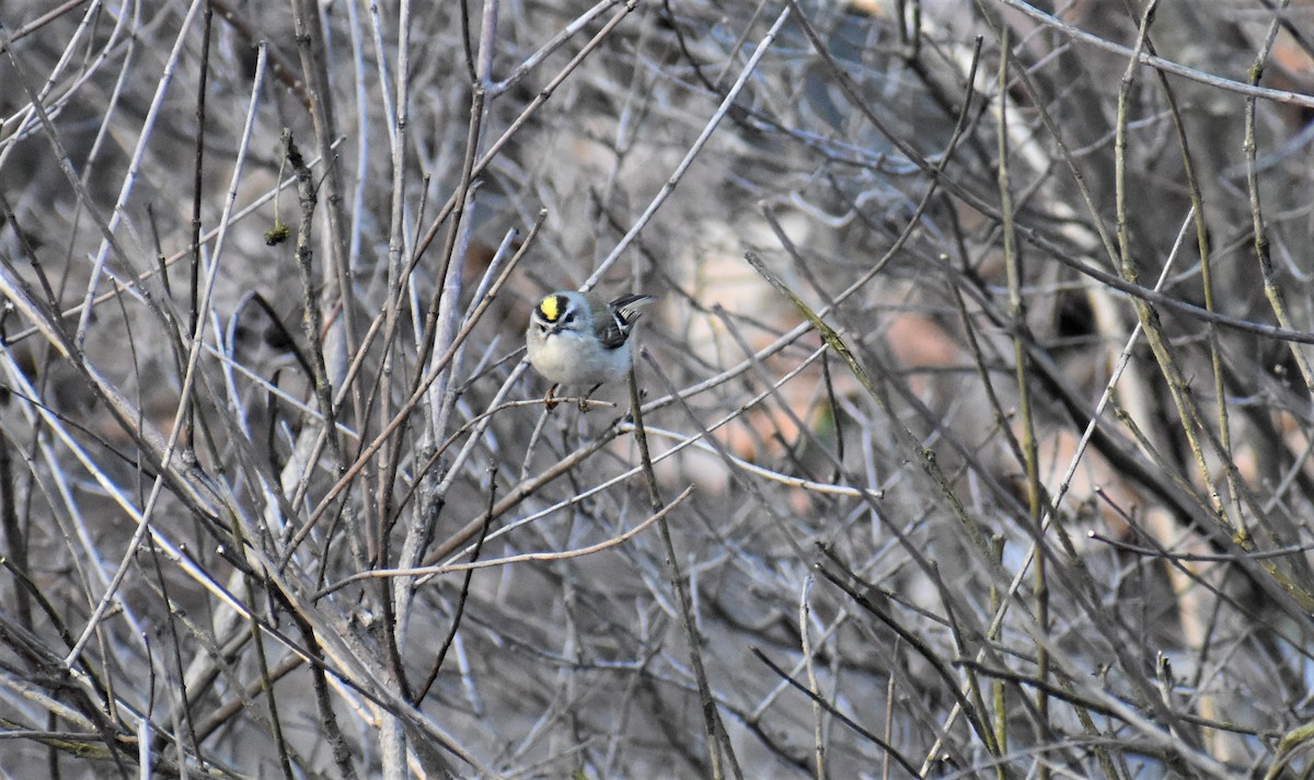 Golden-crowned Kinglet - ML94055711