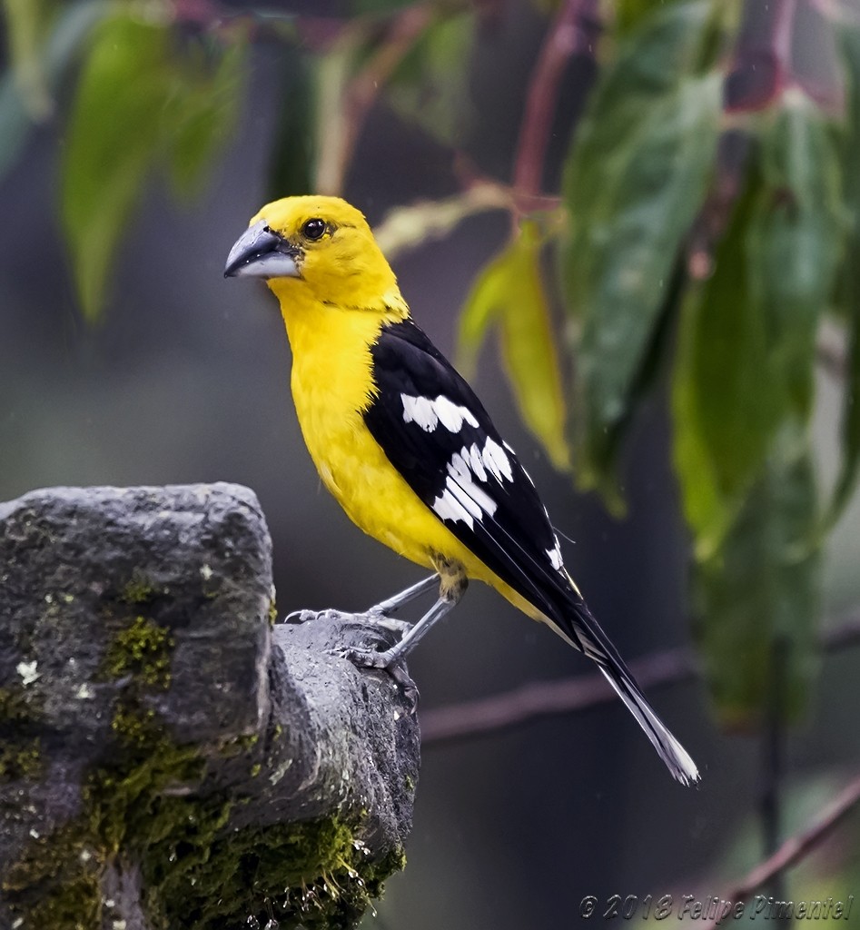 Golden Grosbeak - ML94056651