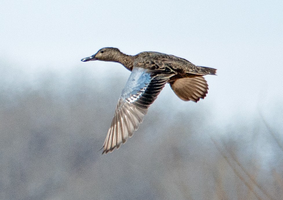 Blue-winged Teal - ML94056761