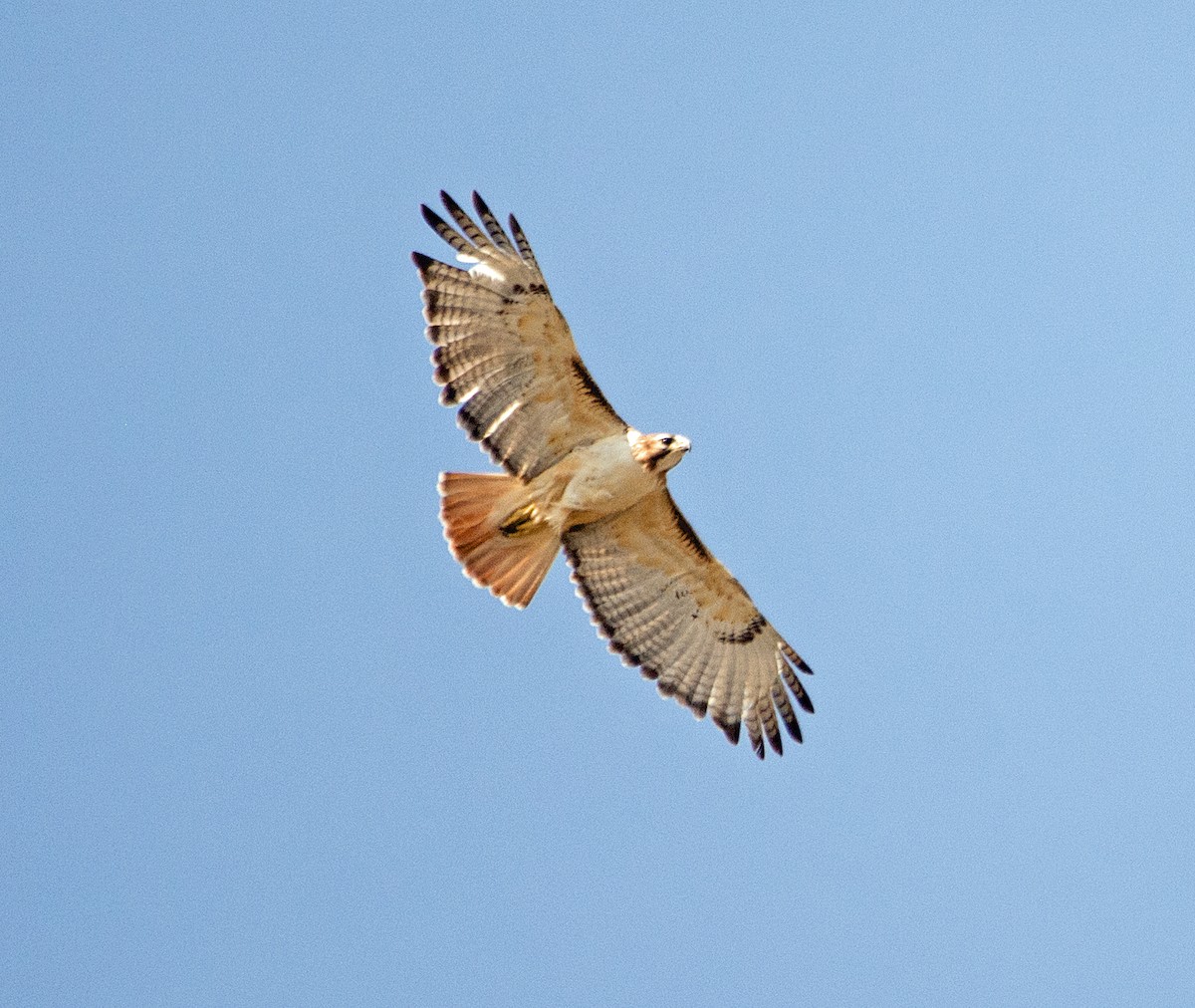 Red-tailed Hawk - ML94057151