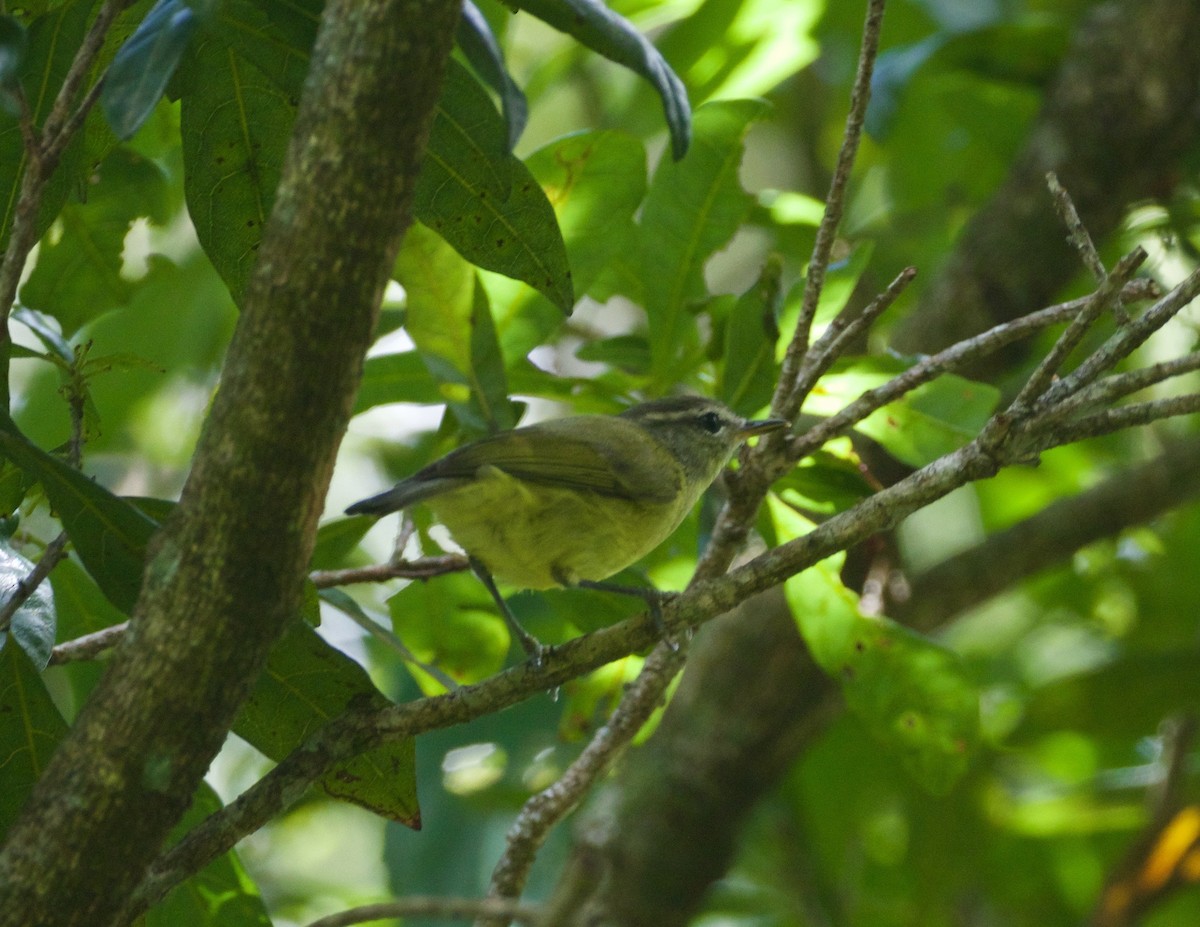 Timor Leaf Warbler (Flores) - ML94057171