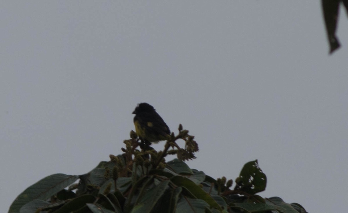 Yellow-bellied Siskin - ML94057441