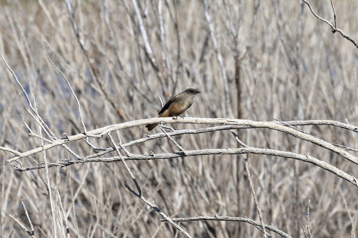 Say's Phoebe - ML94058001