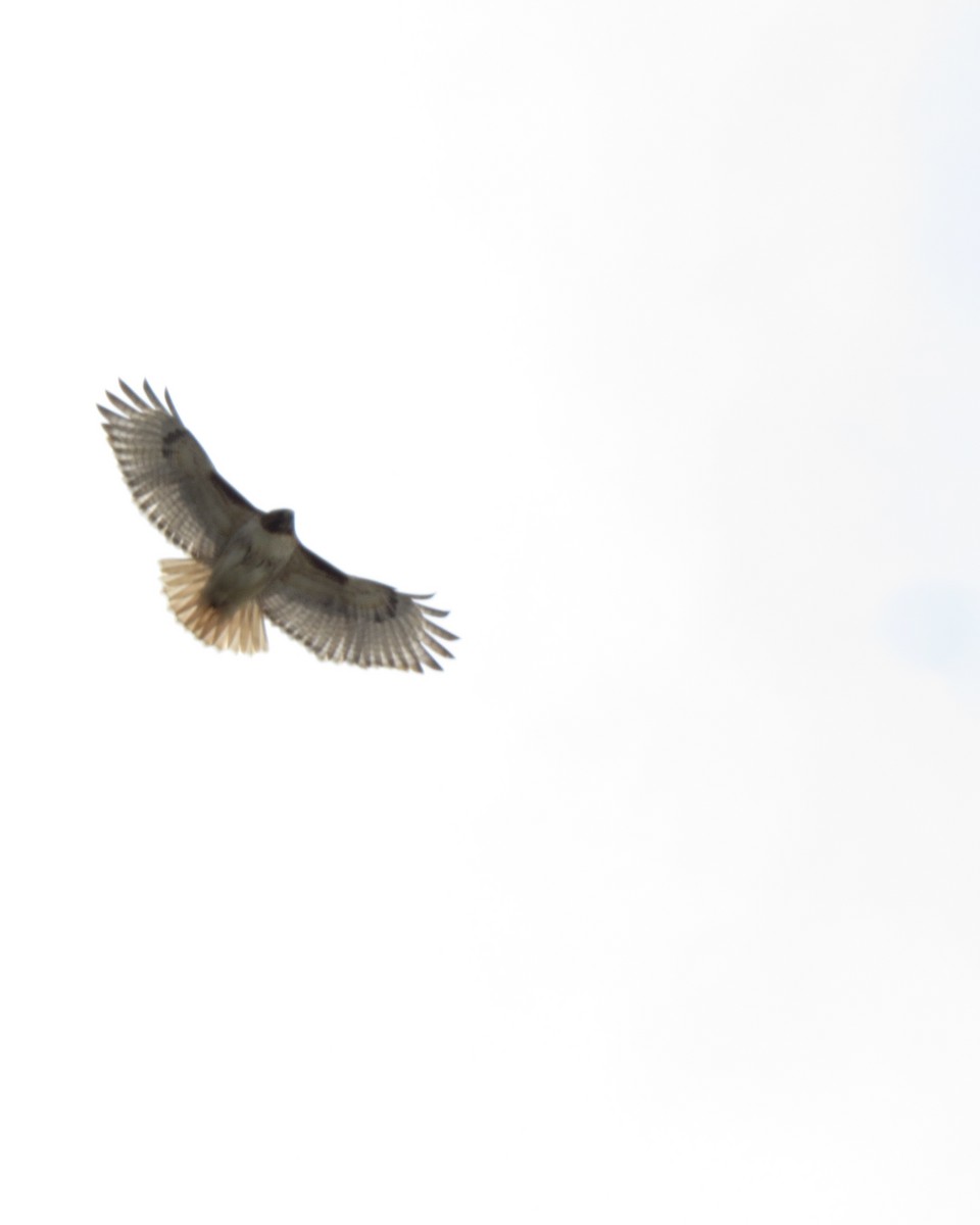 Red-tailed Hawk - ML94058481