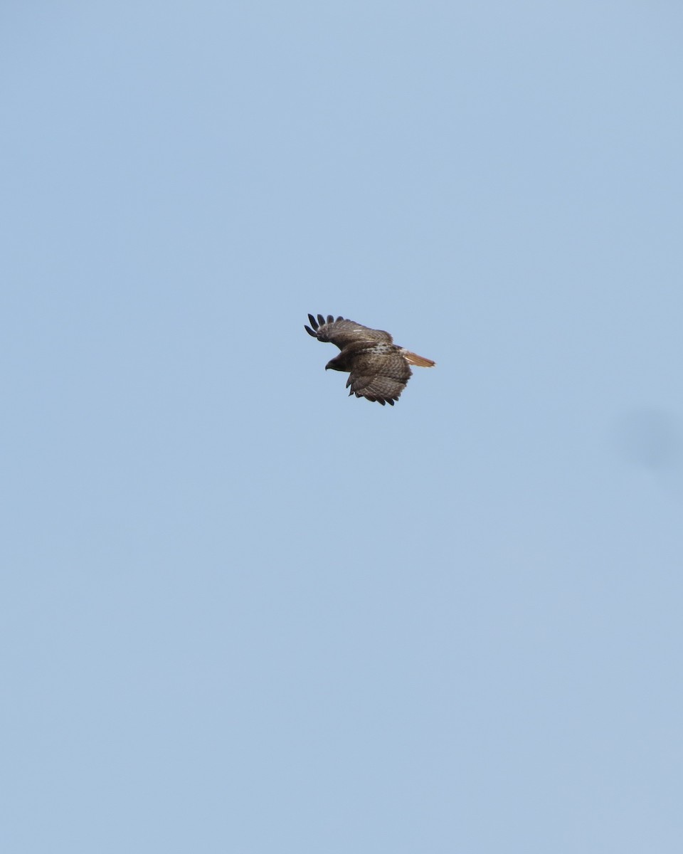 Red-tailed Hawk - ML94058521