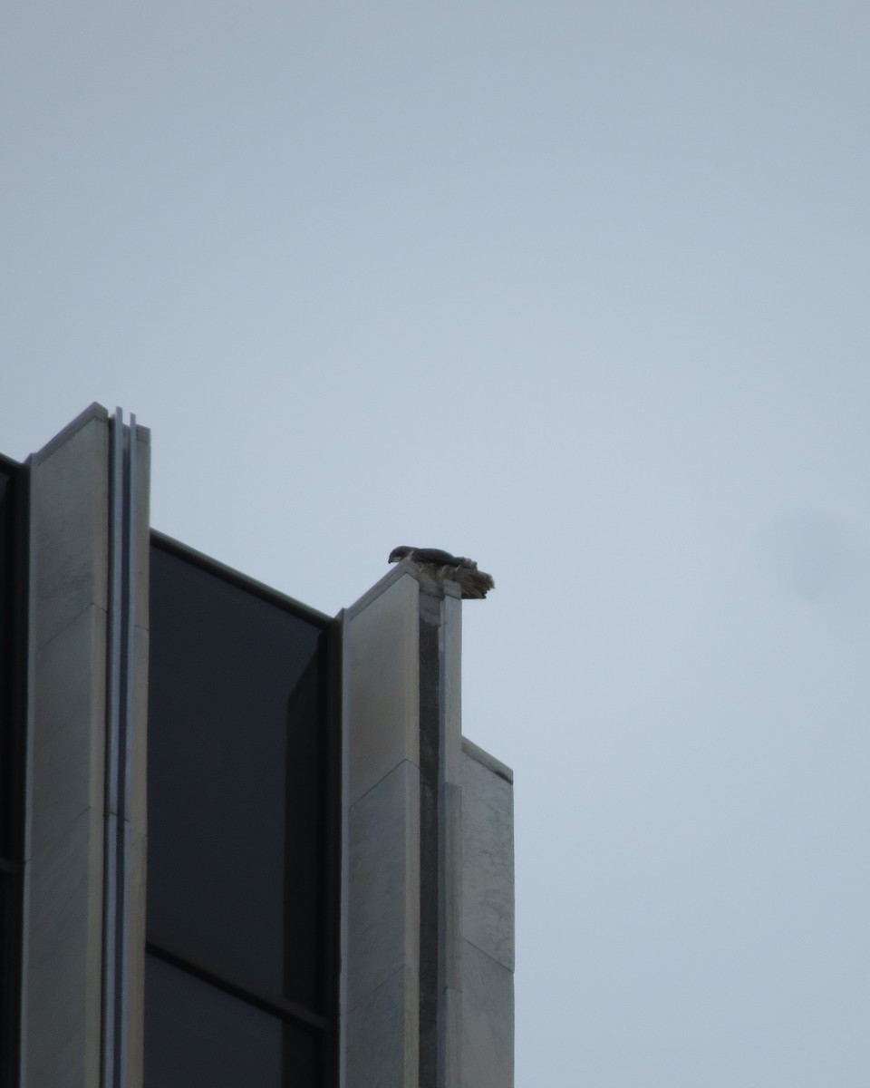Red-tailed Hawk - ML94058531
