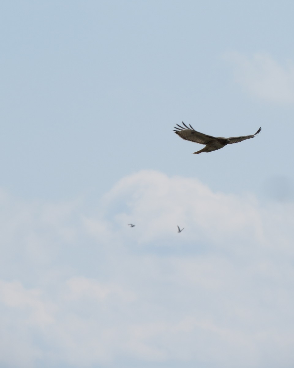 Red-tailed Hawk - ML94058541