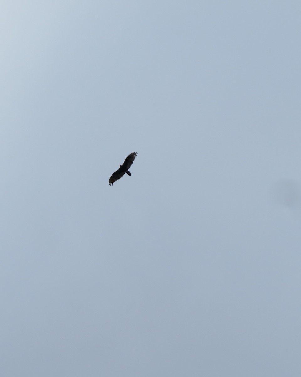 Turkey Vulture - ML94058661