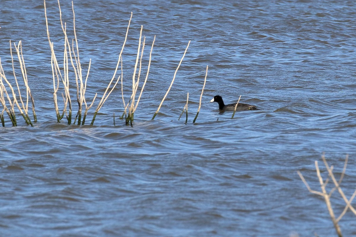 American Coot - ML94058921